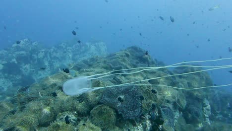 box jellyfish long tentacles swims forward over deep ocean pinnacle