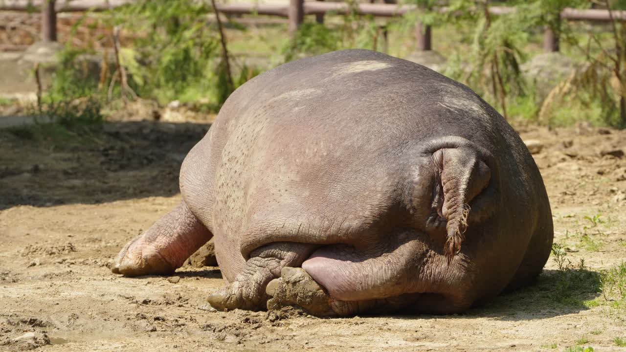 A large hippopotamus lies down to rest and sunbathe on dry, sandy ground, showing a funny rear view of its massive body, thick grey skin, and small tail in a zoo enclosure.