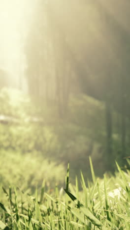 green grass in a sunlit forest