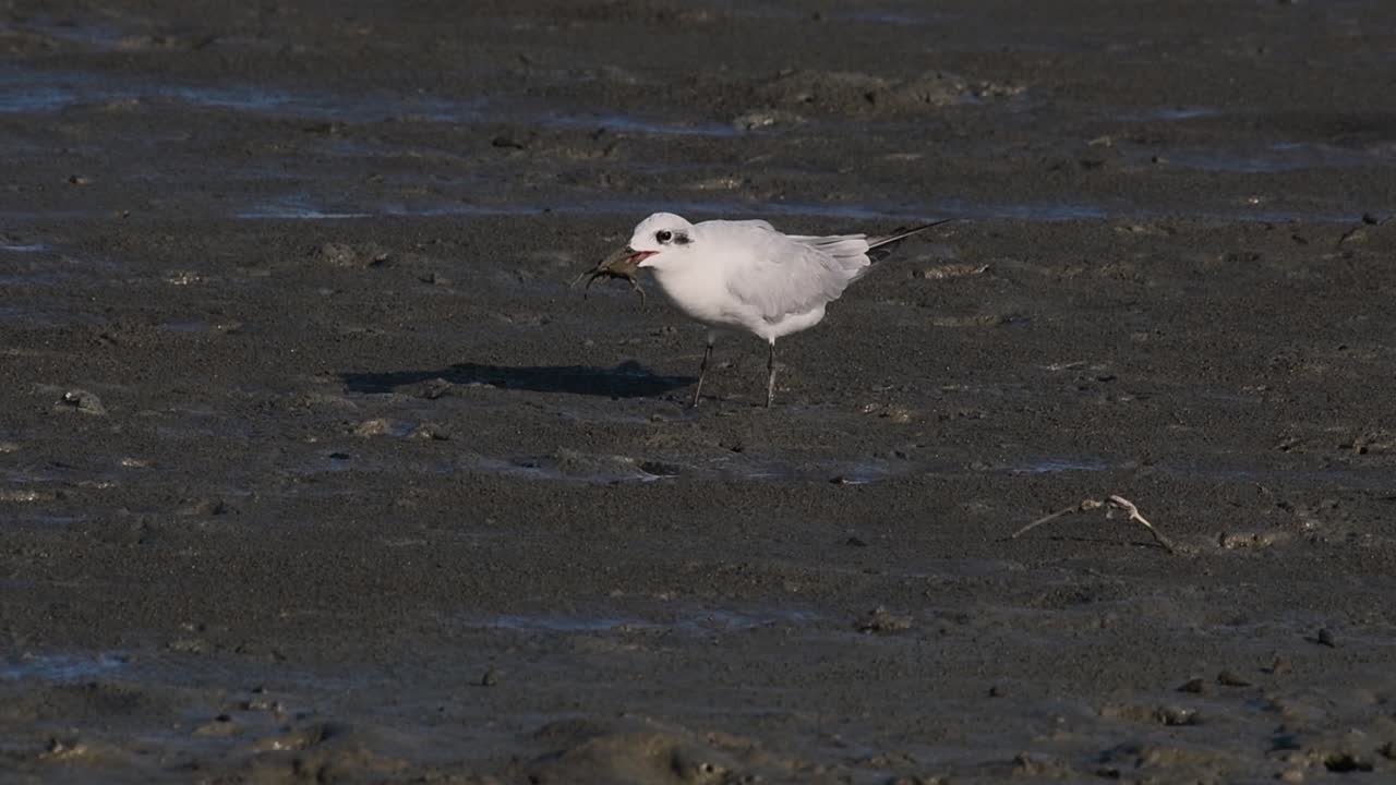 bigotes tern alimentándose de un cangrejo, chlidonias hybrida