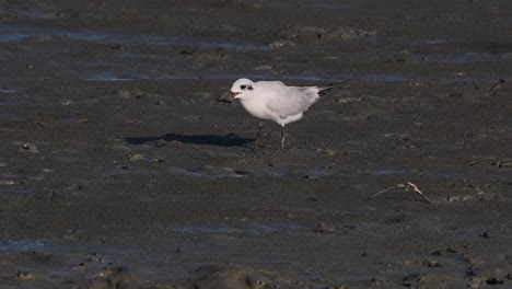 Whiskered-Tern-feeding-on-a-Crab,-Chlidonias-hybrida