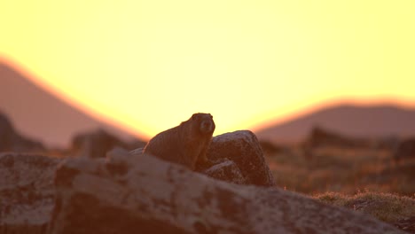 Marmot-observing-its-surrounding-in-the-highlands-of-the-Rocky-Mountain-National-Park
