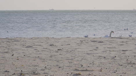 Cisnes-Y-Gaviotas-En-El-Mar-Idílico-En-Gdynia,-Polonia