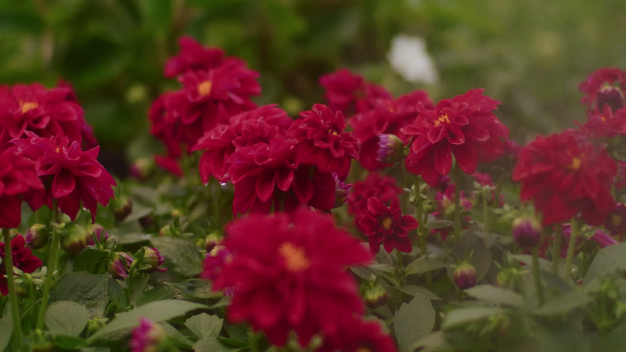 Regando Flores na Estufa