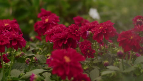 water sprinkling on flowers at greenhouse