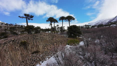 aerial fpv fly through araucaria patagonian trees in snowy mountain landscape at caviahue, argentina