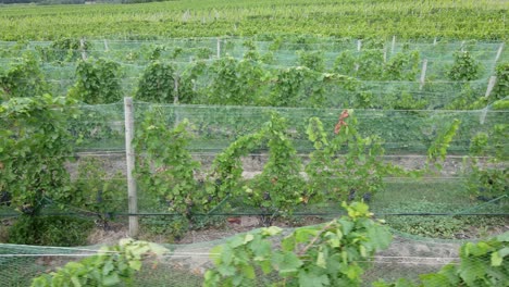 rows of vine in vineyard on old mission peninsula, in grand traverse bay, michigan, usa