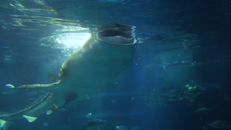 gentle giant swimming in a captive environment