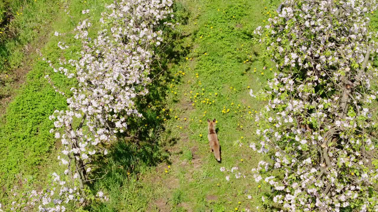 Fox walking between blossoming trees on bright spring day, drone top down view