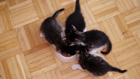 four kittens eating from a bowl together on wooden floor