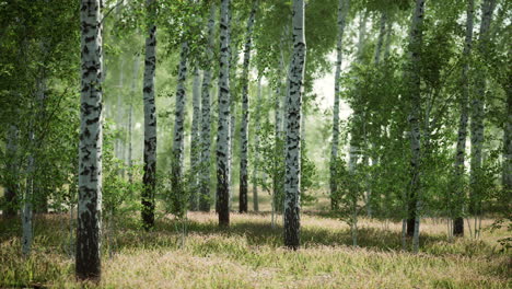 bosque de abedules a la luz del sol por la mañana