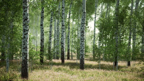 birch forest in sunlight in the morning