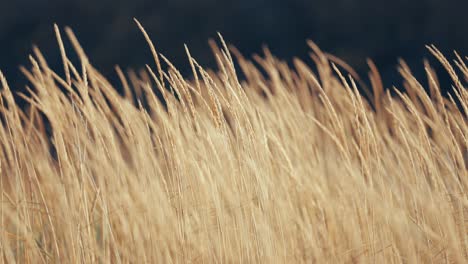 dry grass sways in the wind