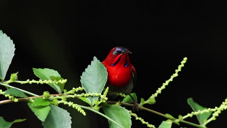 Subird-Carmesí-único-Sentado-En-La-Rama-De-Un-árbol