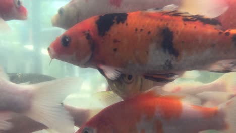 muchos peces en el tanque de peces.