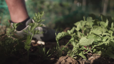 primer plano de manos latinas arrancando una planta verde del suelo en un jardín exterior