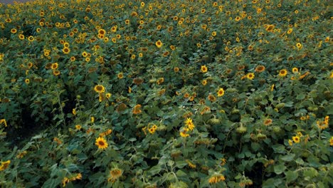 Sonnenblumenwiese-Bei-Sonnenuntergang.-Ukrainisches-Sonnenblumensymbol