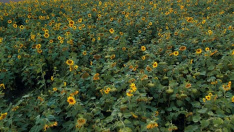 prado de girasol al atardecer. símbolo ucraniano del girasol