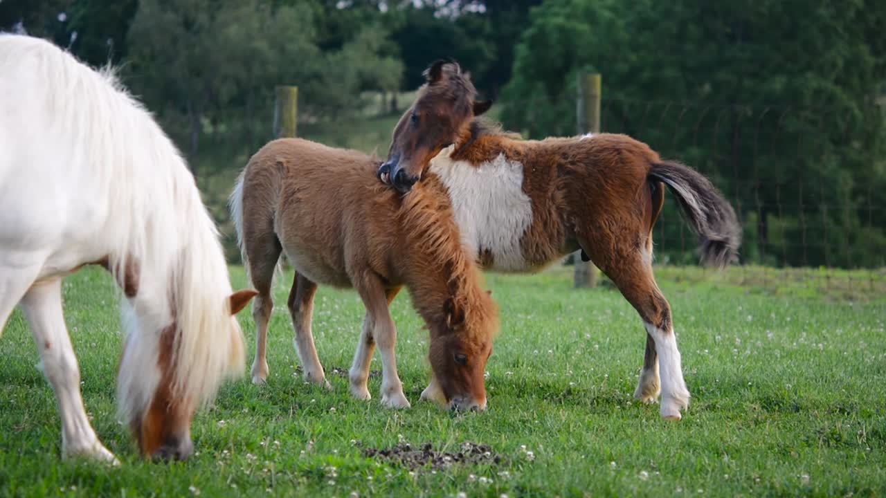 lindo pony falabella caballos en miniatura comiendo hierba y jugando en el campo junto a su madre