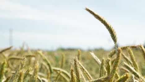 Growing-Grain-Stem-In-Fields-Against-Bokeh-Background-At-Summertime