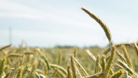 tallo de grano en crecimiento en los campos contra el fondo del bokeh en verano
