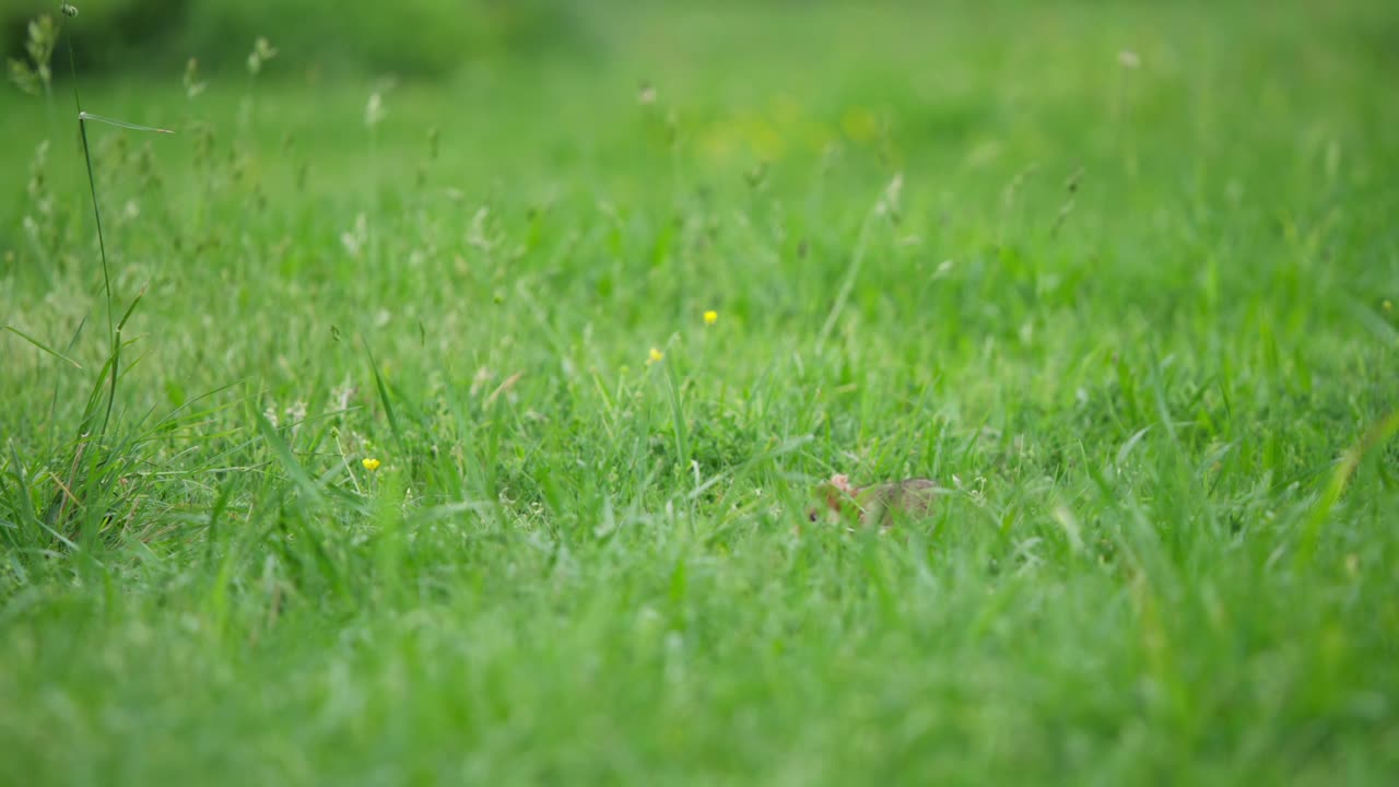 Criceto guarda brevemente la camera prima di voltarsi per cercare cibo