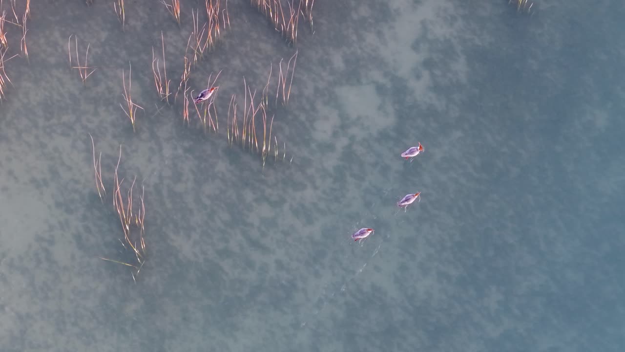 Aerial view of mergansers swimming through reeds in a frosty marshland during winter