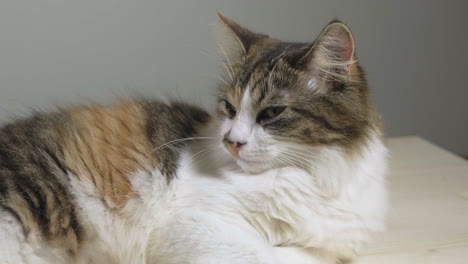 sliding shot of beautiful and calm calico, tabico cat peacefully sleeping, slowly breathing and waking up