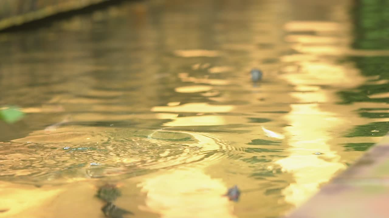 рыбы и черепахи передвигаются в поисках пищи, когда дети бросают в пруд озеро на открытом воздухе