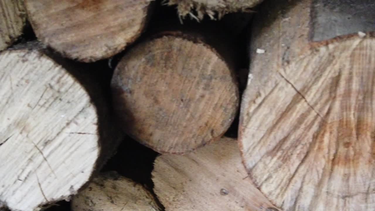 더미에 저장된 나무 통나무를 자세히 살펴보십시오.