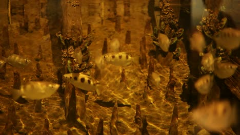 archer fish swimming in a decorated aquarium