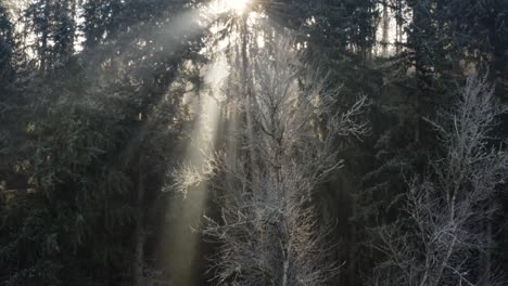 drone shot of a frosty forest with sun rays shining through the canopy