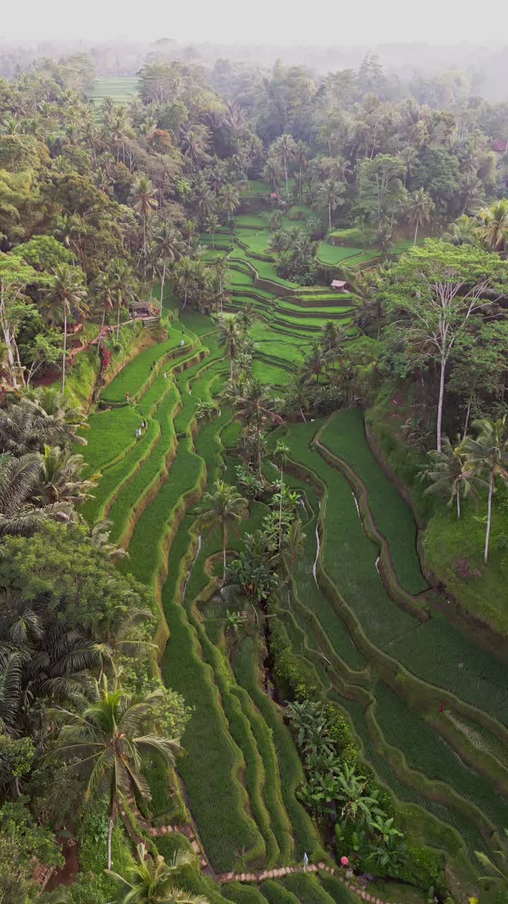 Aerial vertical footage showcases Tegalalang rice terraces in Bali with bright green steps carved into the hillside surrounded by palm trees and traditional architecture in a serene rural environment