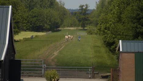 amplia vista de granjero pastoreando vacas hacia su granja en un caluroso día de verano