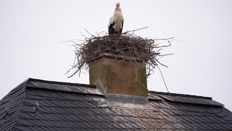 Weißstorch-Nistet-Auf-Dem-Schornstein-Eines-Hauses,-Auf-Dem-Dach-Ist-Vogelkot-Verspritzt