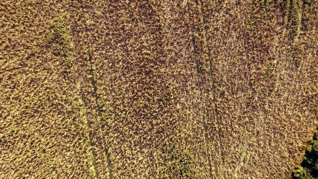 disparando directamente hacia abajo en el campo de grano de milo y el final de la temporada