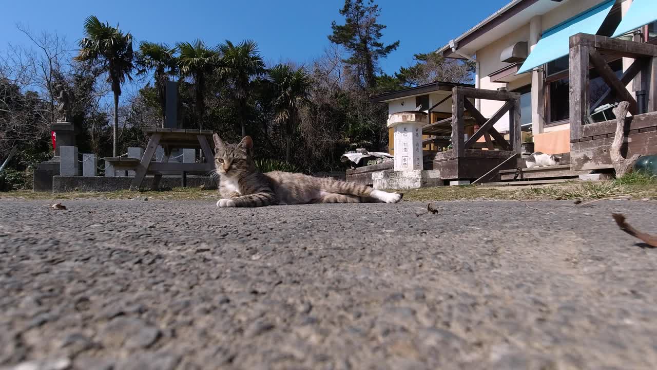Lindo gato cinzento deitado no chão lá fora, olhando curiosamente para a câmera.