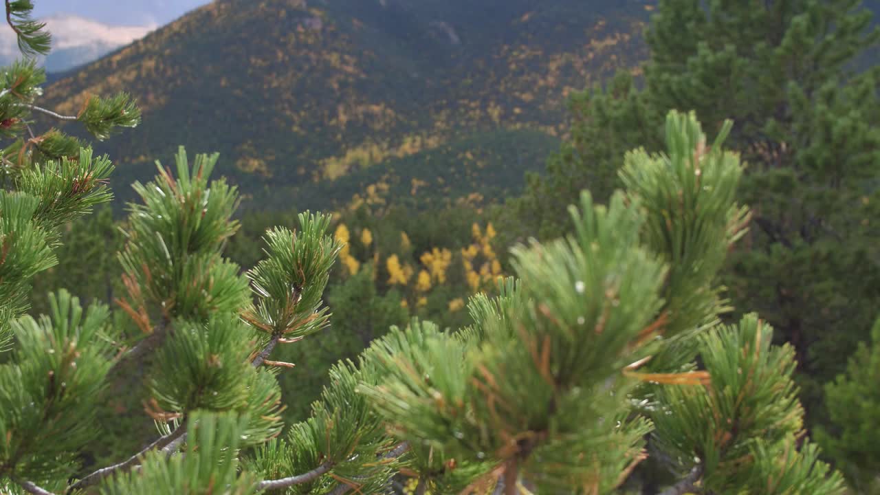 vista de cerca de un pino en el viento en las montañas de colorado