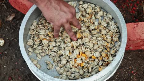 añadiendo polvo de cúrcuma a la almeja negra y mezclar bien con las manos, la carne se cocina en un horno de ladrillo