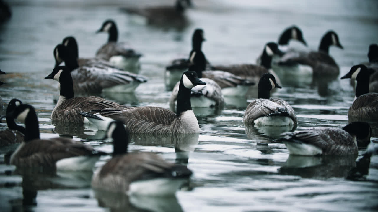 gansos canadienses salvajes nadando en agua fría del lago
