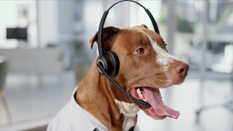 dog working in a call center