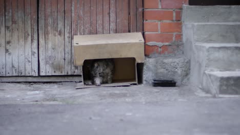 street cat in the box on neighborhood washing himself and looks out in slow motion