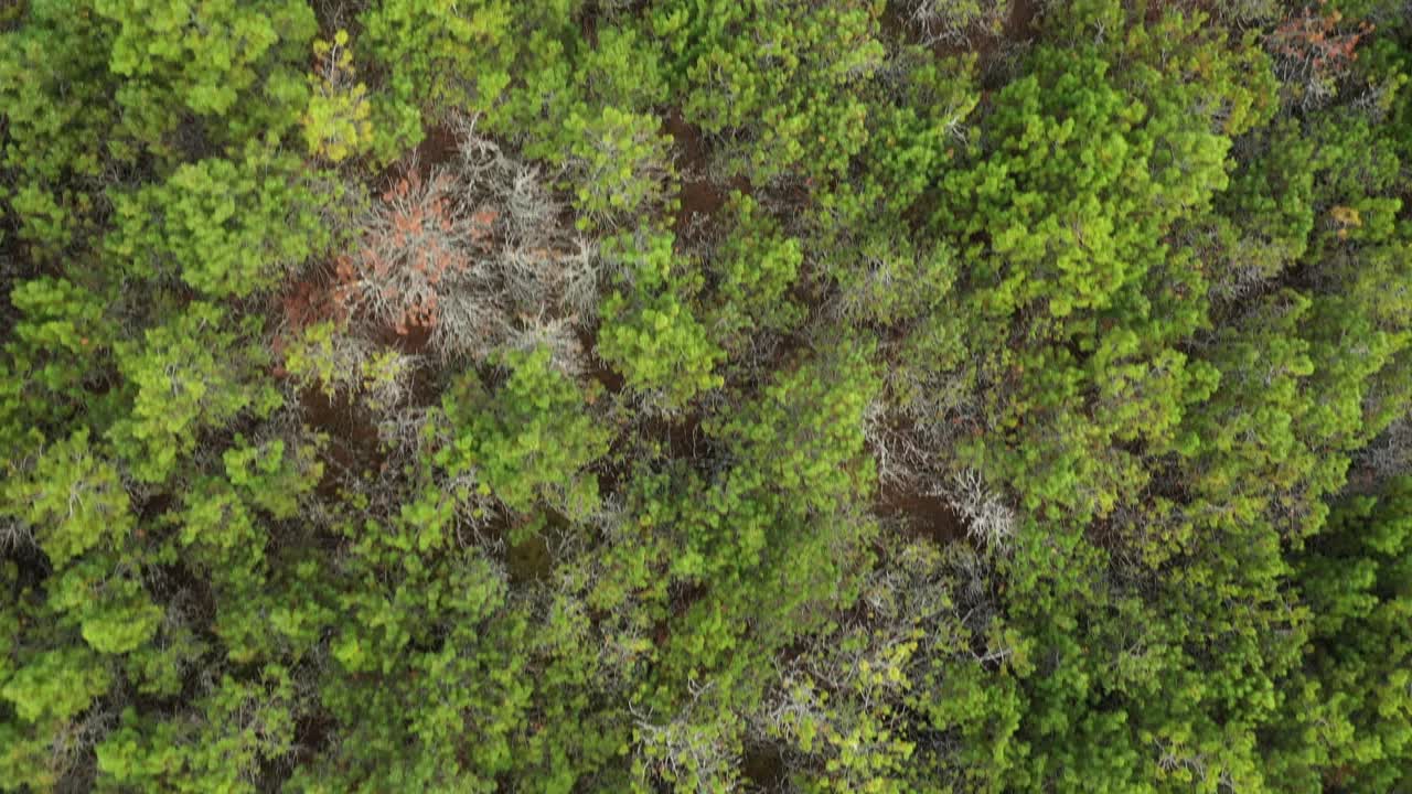 antena: plano medio de volar sobre pinos en un día brillante