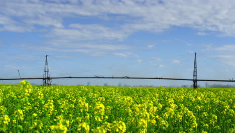 canola flower summer field meadow on sunny day. beautiful nature aerial view.