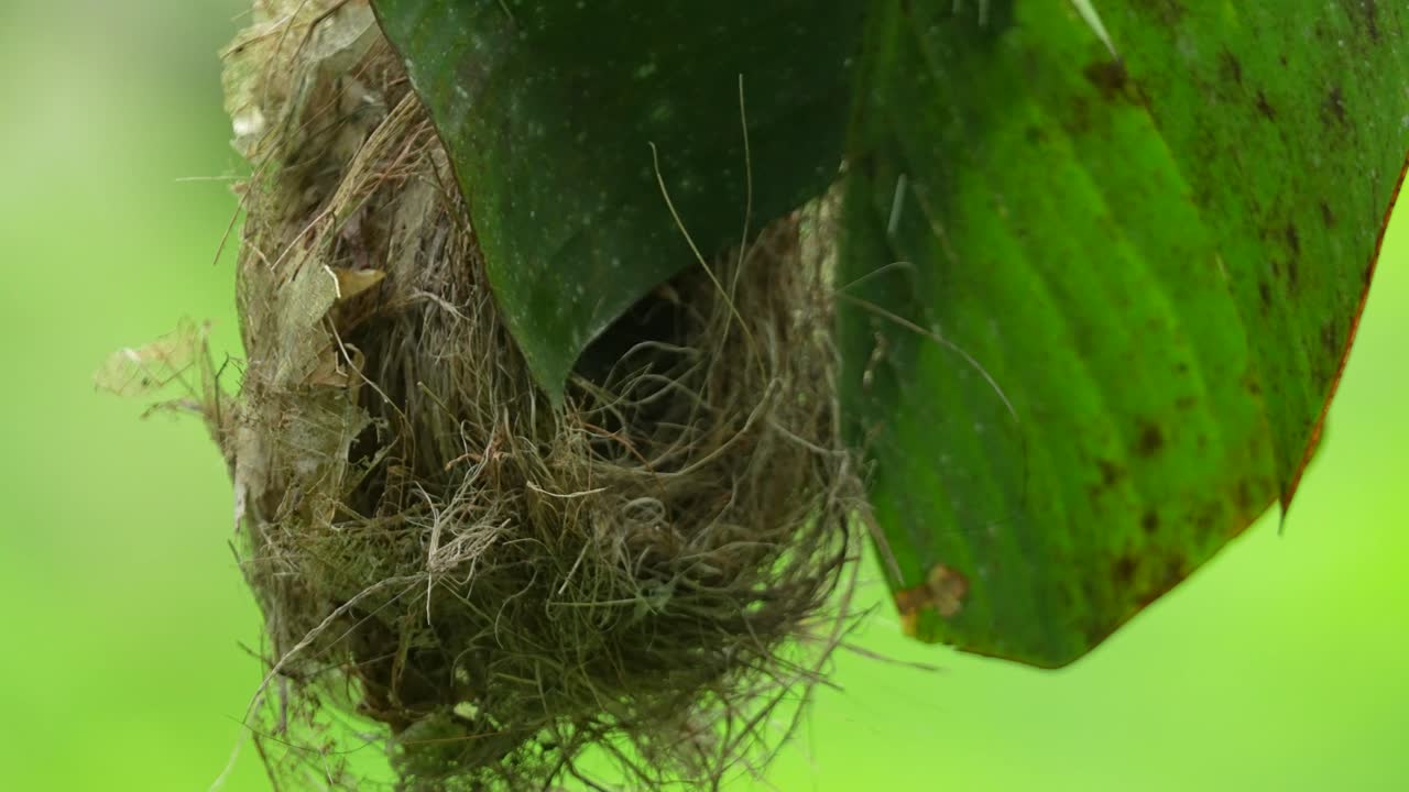 Little Spiderhunter's nest, ingeniously constructed and hanging from the underside of a large banana leaf, for concealment and protection with bright green foliage background