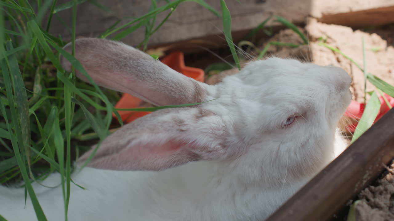 Rabbit Alert Nearby, Gentle Bunny Attentively Watching Surroundings, Serene Outdoor Setting With Vigilant Rabbit Nearby, Tranquil Natural Scene Featuring Listening Rabbit With Attentive Posture