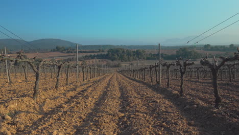 Campos-De-Viñedos-Durante-La-Hora-Dorada-Vista-De-Pedestal-Al-Atardecer,-Fondo-Rústico-Rural