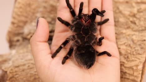 A curlyhair tarantula moves gently across a person's hand, set against a textured, earthy background with soft lighting