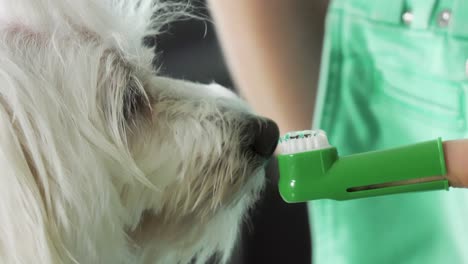 mujer limpiando los dientes del perro con pasta de dientes y cepillo de dientes