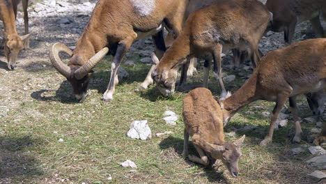 close up of cute mouflon family grazing on field during sunset in mountains - young and adult mouflon eating grass